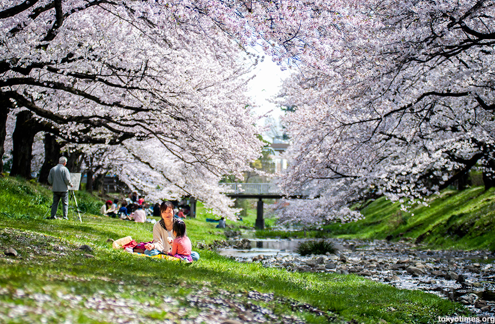 Image result for sakura blossom tokyo